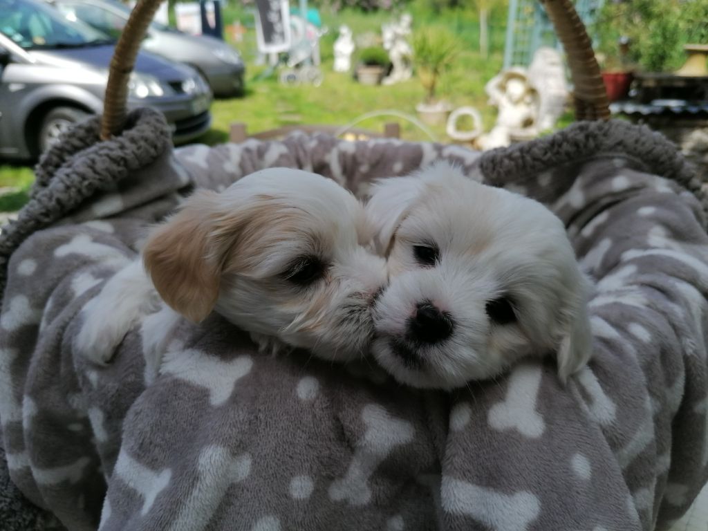 chiot Coton de Tulear Impasse Des Hirondelles