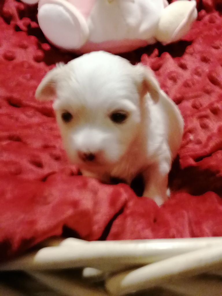 Chiot Coton de Tulear Impasse Des Hirondelles