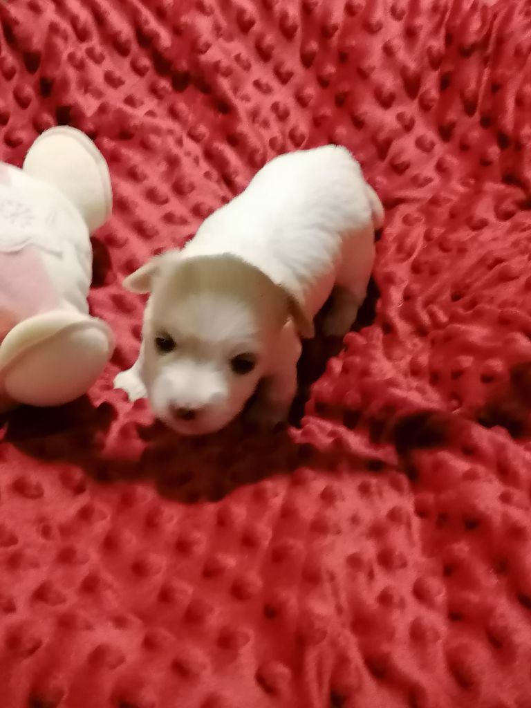 Impasse Des Hirondelles - Chiots disponibles - Coton de Tulear