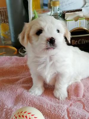 CHIOT 4