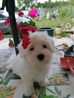 CHIOT 3