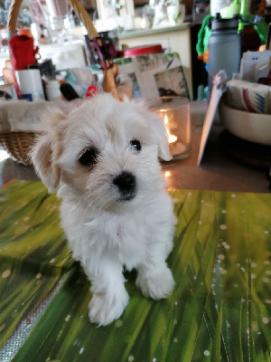 CHIOT 1