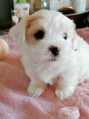 CHIOT 1