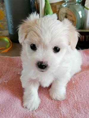 CHIOT 2