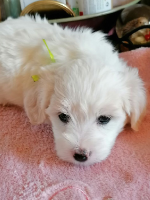 CHIOT 3